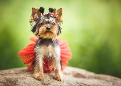 Yorkie